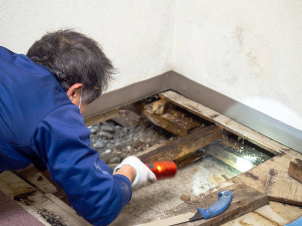 Best Crawl Space Mold Removal  in Homestead, PA