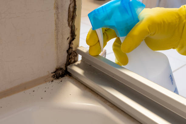 Best Black Mold Removal  in Homestead, PA