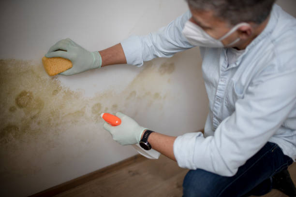 Certified Mold Removal in Homestead, PA