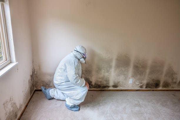 Trusted Homestead, PA Mold Removal Experts