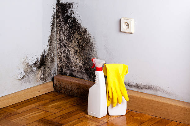 Best Professional Mold Removal  in Homestead, PA