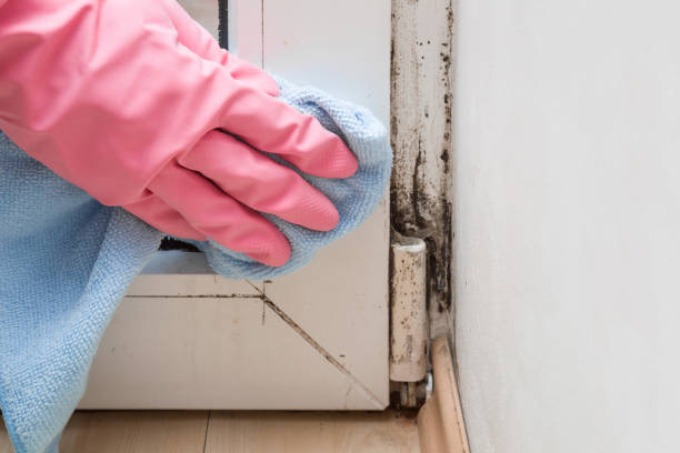 Best Local Mold Removal Service  in Homestead, PA